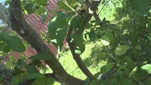 Осветляем крону яблони спилом одной ветки