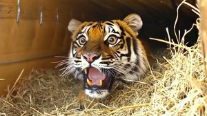 Животные Освобождаются В Первый Раз! Вы Не Поверите Своим Глазам!