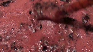 КАК ВЫБИРАТЬ СОРТА ВИНОГРАДА ДЛЯ СРЕДНЕЙ ПОЛОСЫ. КРИТЕРИИ ВЫБОРА