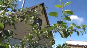 Летняя обрезка яблони. Принципы и приёмы. Отложенное лидерство ветки