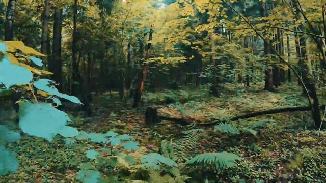 Сказ о том, как я ходил по ГРИБЫ