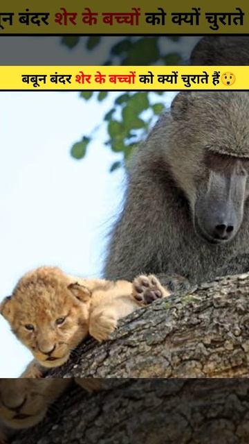 बबून बंदर शेर के बच्चों को क्यों चुराते हैं😲 | #shorts #baboon #ytshort