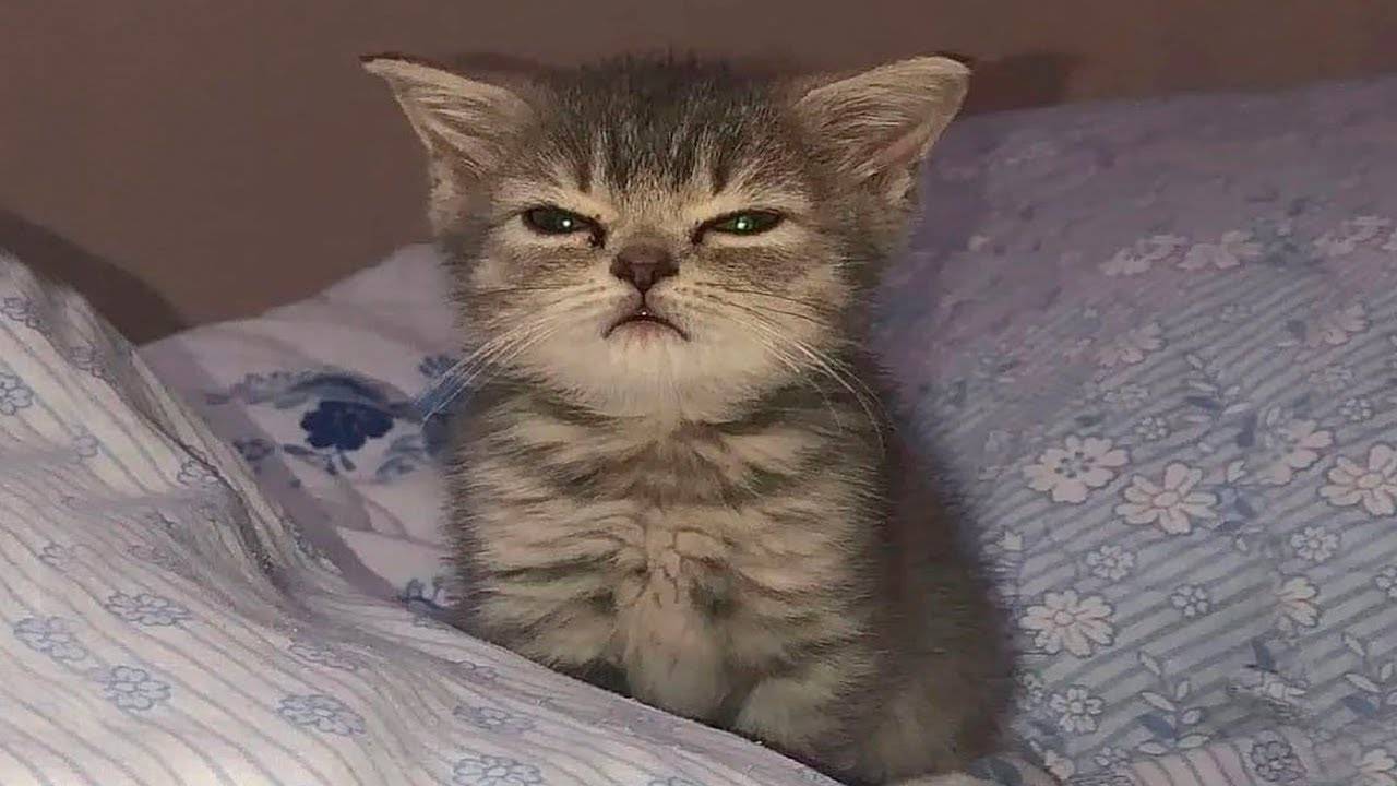 ПРИКОЛЫ С ЖИВОТНЫМИ ДО СЛЕЗ / Смешные КОТЫ / Приколы с КОТАМИ / Funny ANIMALS video смотреть онлайн