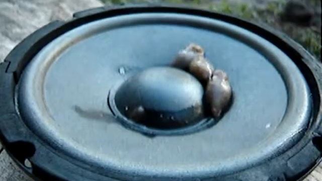 Диско слизняки смотреть онлайн