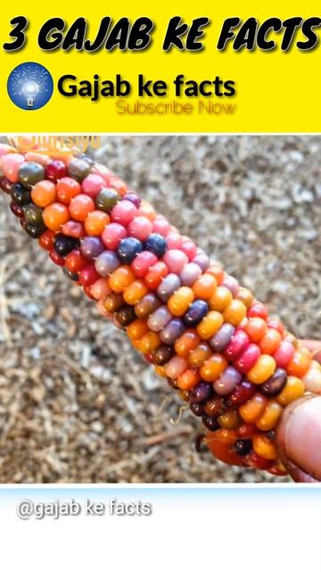 3 गजब के फैक्ट || amazing facts video #shorts #ytshorts #factst #hindifacts смотреть онлайн