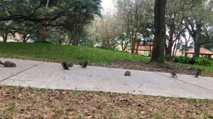 Новые Кино Для кошек и собак