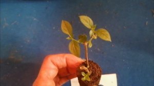 Черенкование в преформы Джиффи