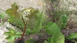 Восстановление винограда  после майского  заморозка. Перспективы