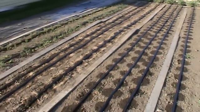 Капельный полив на грядках смотреть онлайн