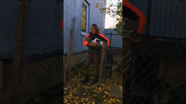 Подбросили щенков. Бэкстейдж съемки для дальнейшего пристройства. смотреть онлайн