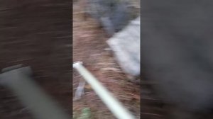 Испытание переделанного  сабдэповского арбалета Р-1, СССР