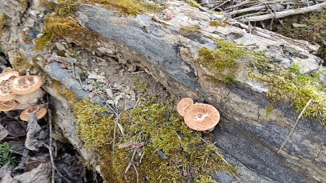 Пошёл ПЕСТРЕЦ! По грибы 30 марта 2025 года. смотреть онлайн