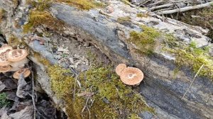 Пошёл ПЕСТРЕЦ! По грибы 30 марта 2025 года.