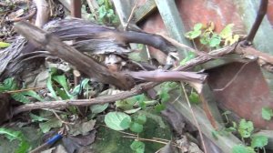 ОБРЕЗКА ВИНОГРАДА на ОМОЛОЖЕНИЕ. ЗАМЕНА РУКАВОВ. Почему и Как это делается