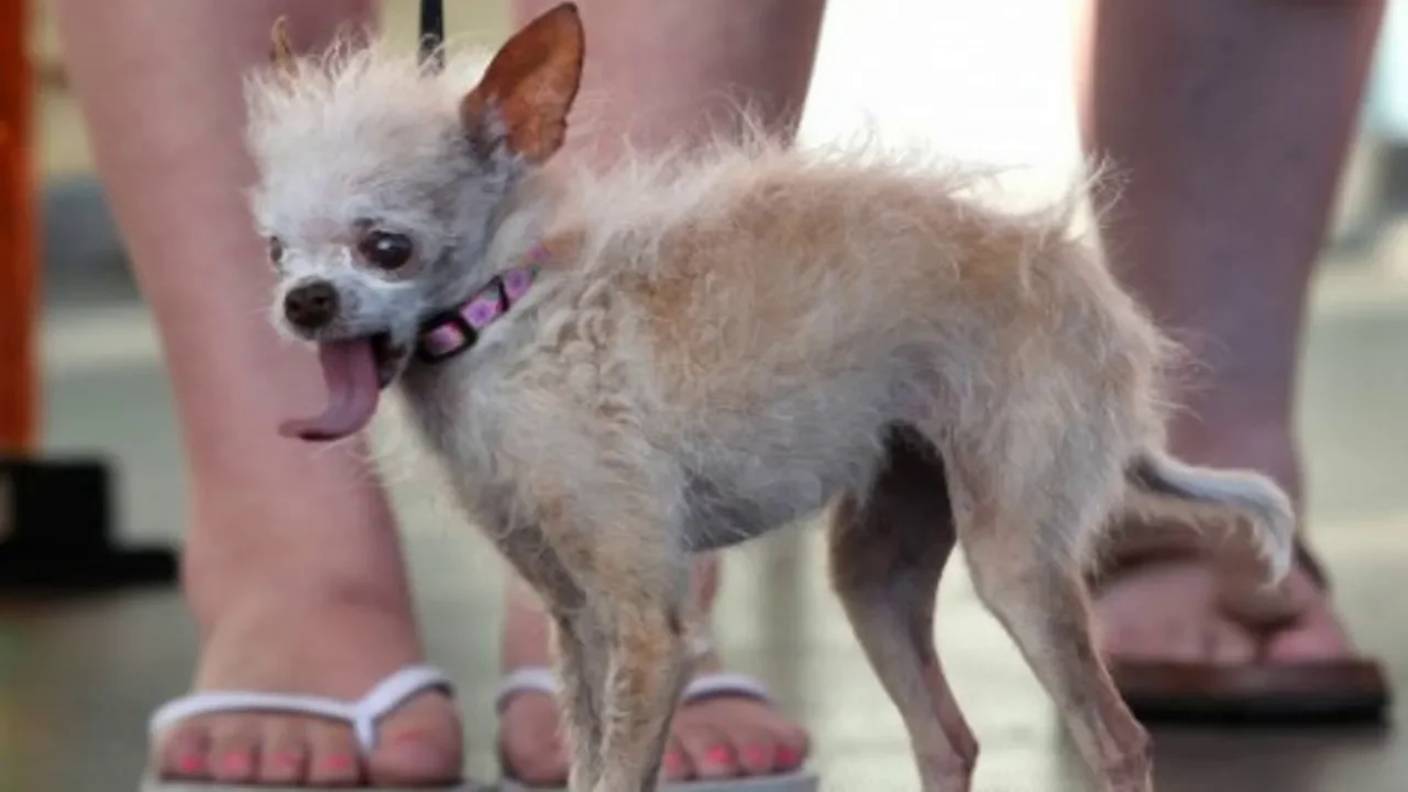 Самые некрасивые и уродливые собаки в мире! смотреть онлайн