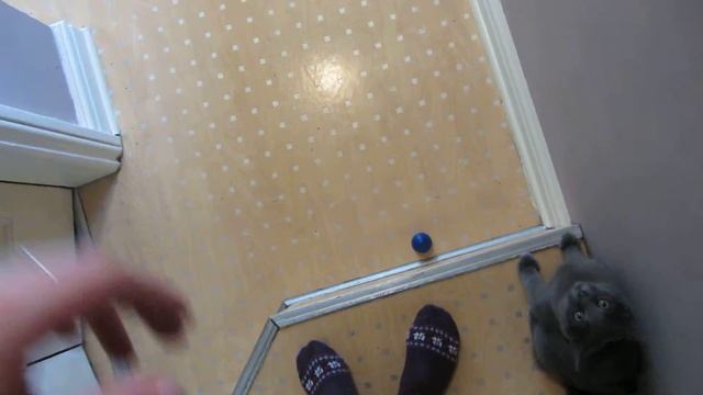 Truffle Playing Footpawball With His Favourite Blue Ball