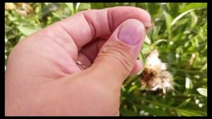 Как собрать семена с гацании. 2024г