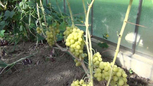 Обзор сортов в теплице. Часть 2. Нюансы агротехники, недостатки сортов смотреть онлайн