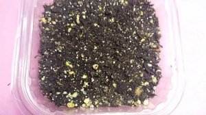 Первая подкормка эустомы. Кальциевая селитра, Циркон и Фертика люкс. 01.03.2024