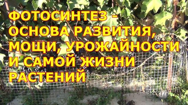 ч 1 ОБРЕЗКА и УКРЫТИЕ винограда 1 и 2 года жизни. А НУЖНА ЛИ ему ОБРЕЗКА? смотреть онлайн