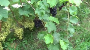 Как связаны длина лоз и урожайность винограда