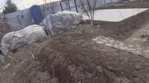 Обрезка абрикоса чашей. Как обрезкой растянуть цветение, уводя часть цветков от заморозков