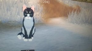 Кто такие сью и зоо в Warrior cats: Ultimate edition. Рассказываю, показываю.