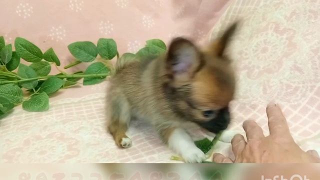 мальчик 2 мес смотреть онлайн