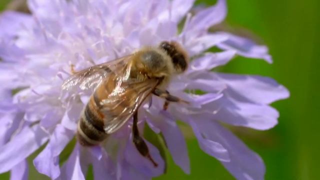 Медовый Спас - Как правильно сделать оберег - Ложка мёда на счастливую судьбу