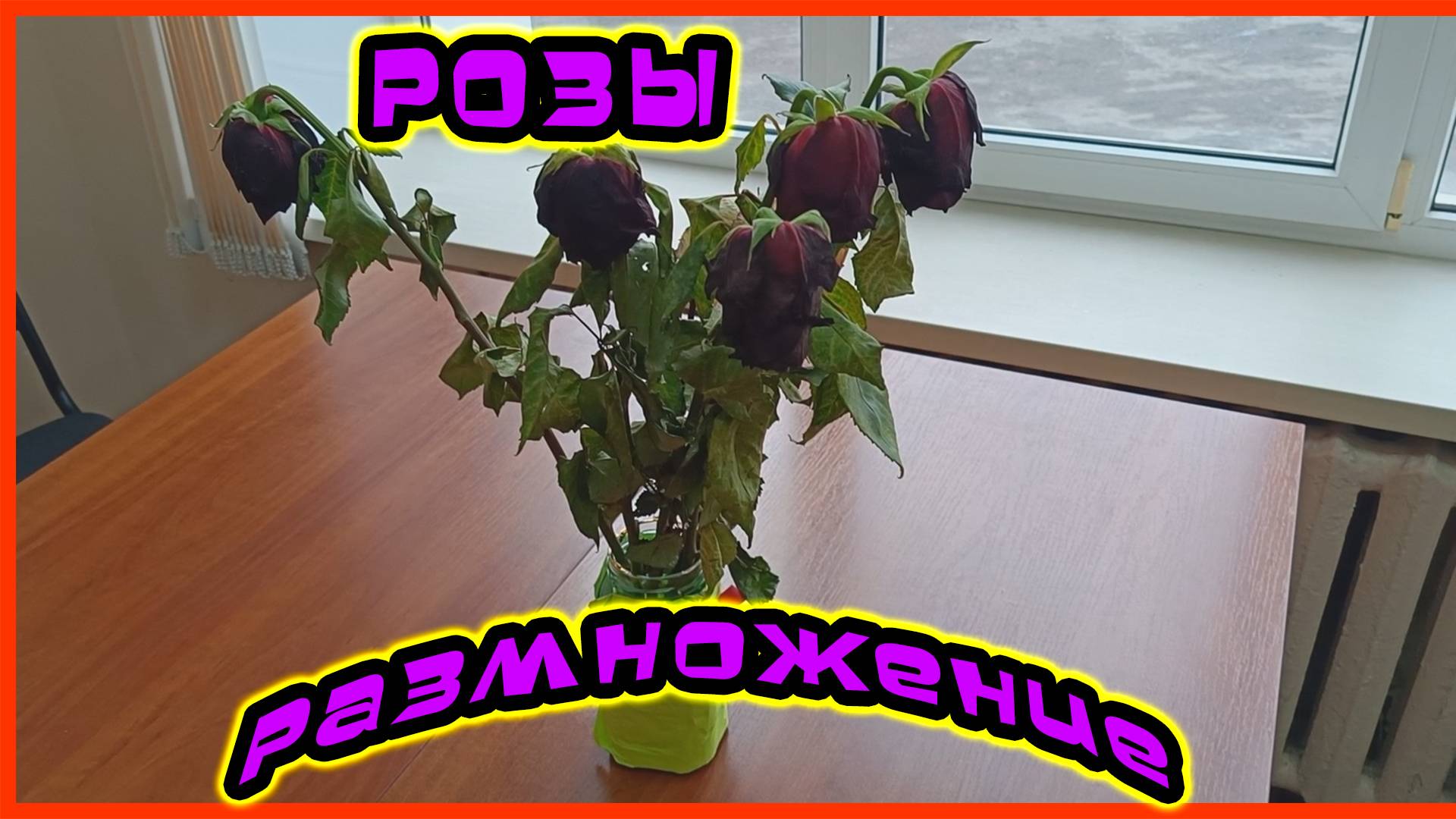 Укоренение розы черенками из букета. Размножение розы черенками. Как черенковать розу осенью? смотреть онлайн