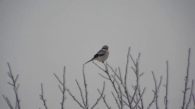 Грычун вялікі (Саракуш шэры, Сорокопут серый) смотреть онлайн