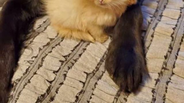 Девушка принесла в дом тощую, грязную котейку. Та даже глазки не успела открыть и нуждалась в помощ смотреть онлайн