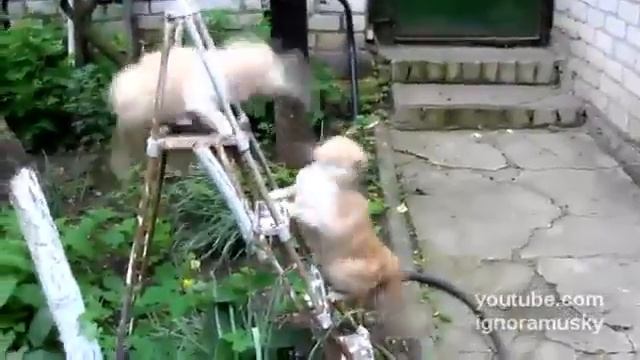 Кошачьи разборки [тайм 1] [P.L.].mp4 смотреть онлайн