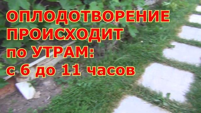 ВИНОГРАД на СЕВЕРЕ в ЖАРУ. Когда ПОЛИВАТЬ ВИНОГРАД смотреть онлайн