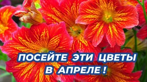 Что посеять в апреле 2025? Посейте эти красивые и неприхотливые цветы