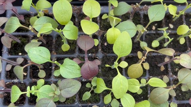 How To Pinch Out Snapdragon Plants For More Flowers смотреть онлайн