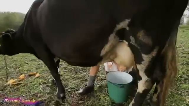 МОЛДОВАНКА