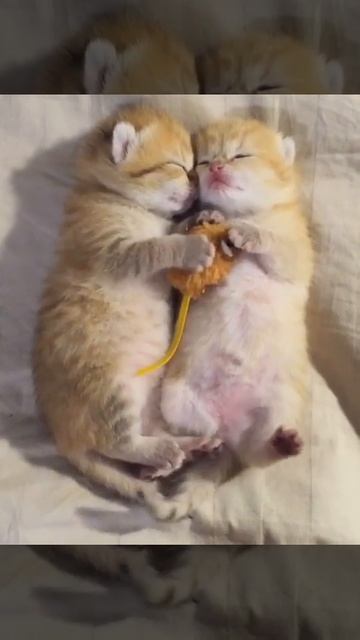 Sweet love between two cats (Сладкая любовь между двумя котиками) смотреть онлайн