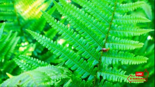 BRACKEN FERNS - TN NURSERY смотреть онлайн