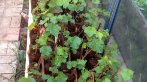 интро плэйлиста "От черенков к саженцам"