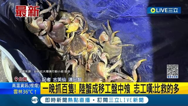 抓的量比救的還多... 陸蟹成移工盤中飧 一晚抓上百隻 志工嘆:救的都沒抓的多│記者 古芙仙 連冠智│【LIVE大現場】20230706│三立新聞台 смотреть онлайн