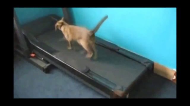 Подборка лучших нокаутов в каратэ смотреть онлайн