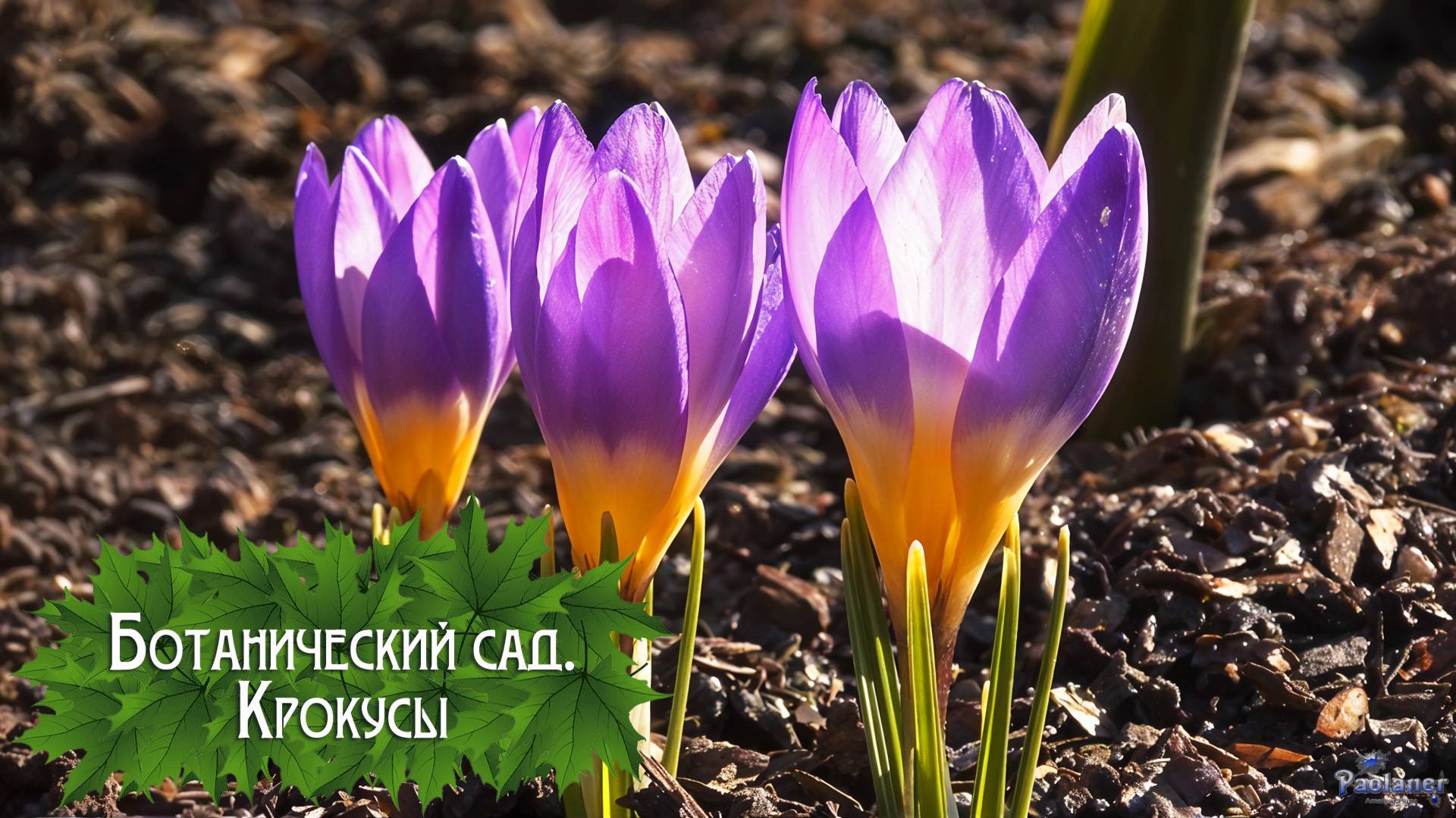 Ботанический сад. Крокусы (2025) смотреть онлайн
