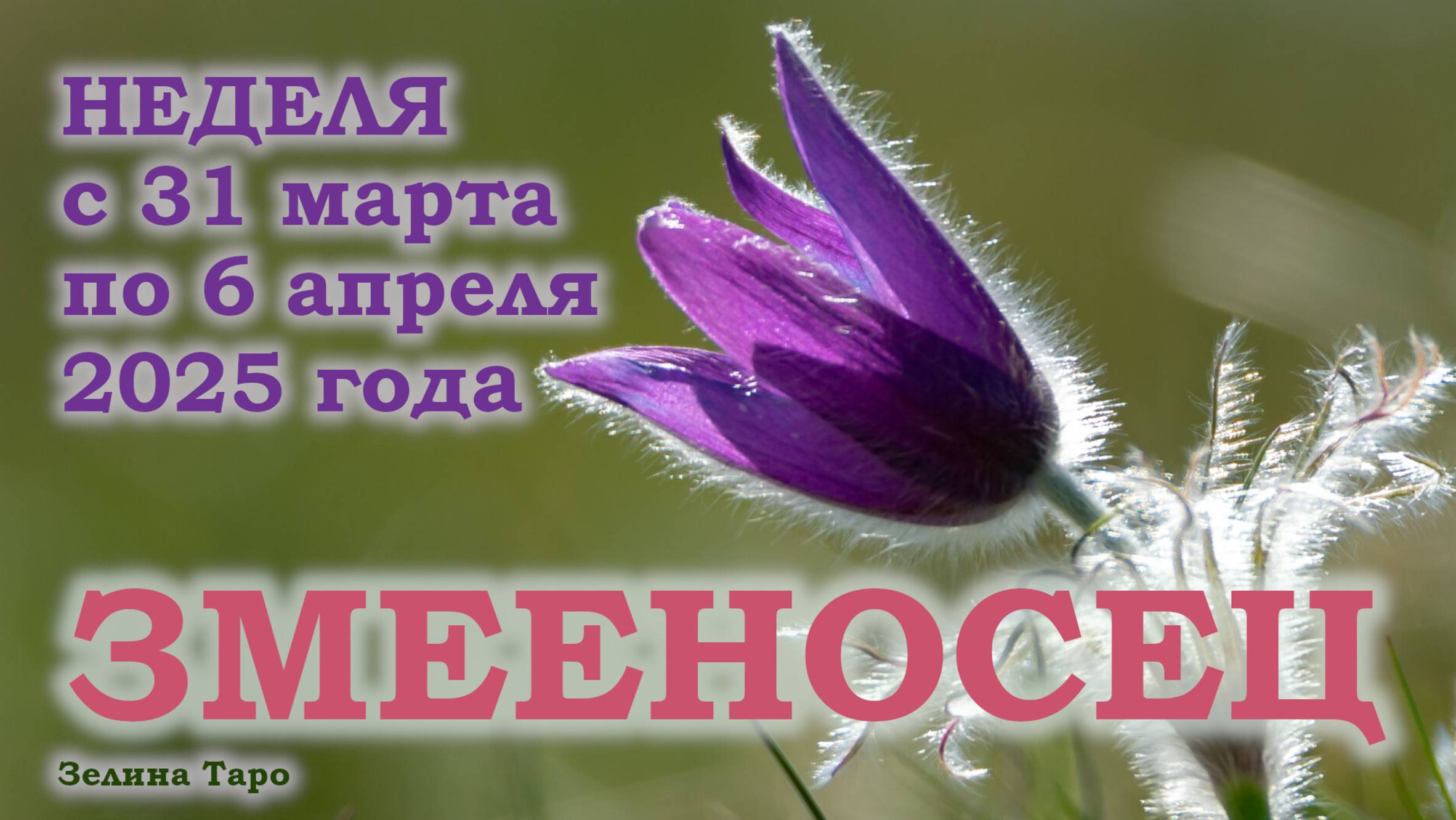 ЗМЕЕНОСЕЦ | ТАРО прогноз на неделю с 31 марта по 6 апреля 2025 года