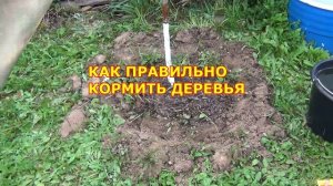 ФОРМИРОВКА САЖЕНЦЕВ ЯБЛОНЬ. КАК ВЫГЛЯДЯТ ЧЕРЕЗ ГОД. КАК КОРМИТЬ