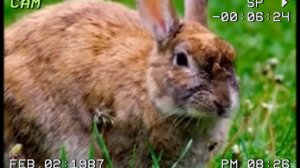 Мишкины рассказы, зайка , мультфильмы для детей