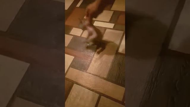 Донской сфинкс залипает))) смотреть онлайн