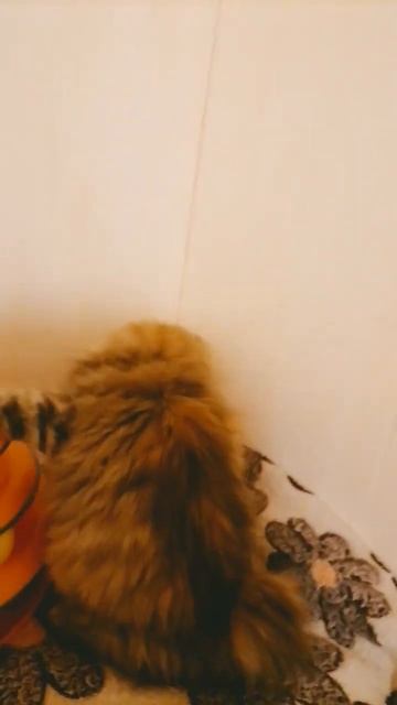 Кошечка, 2.5 мес. Курильский бобтейл. Кошки с хвостом рыси. смотреть онлайн