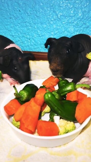 Люблю морковку морские свинки Guinea pig смотреть онлайн