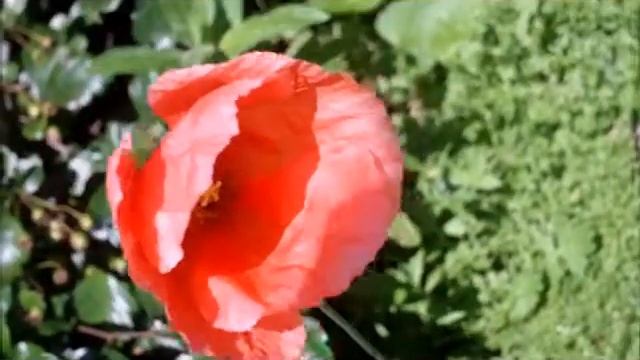 lone hoverfly on a poppy смотреть онлайн